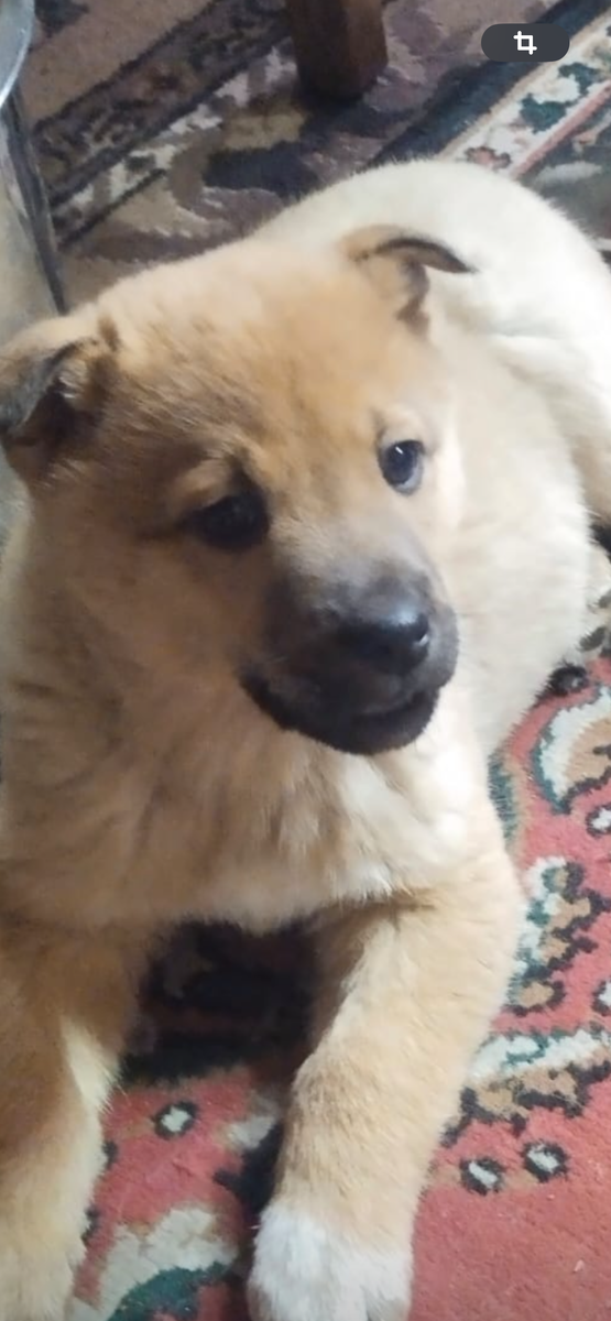 Ищу тебя, Мой Хозяин! 