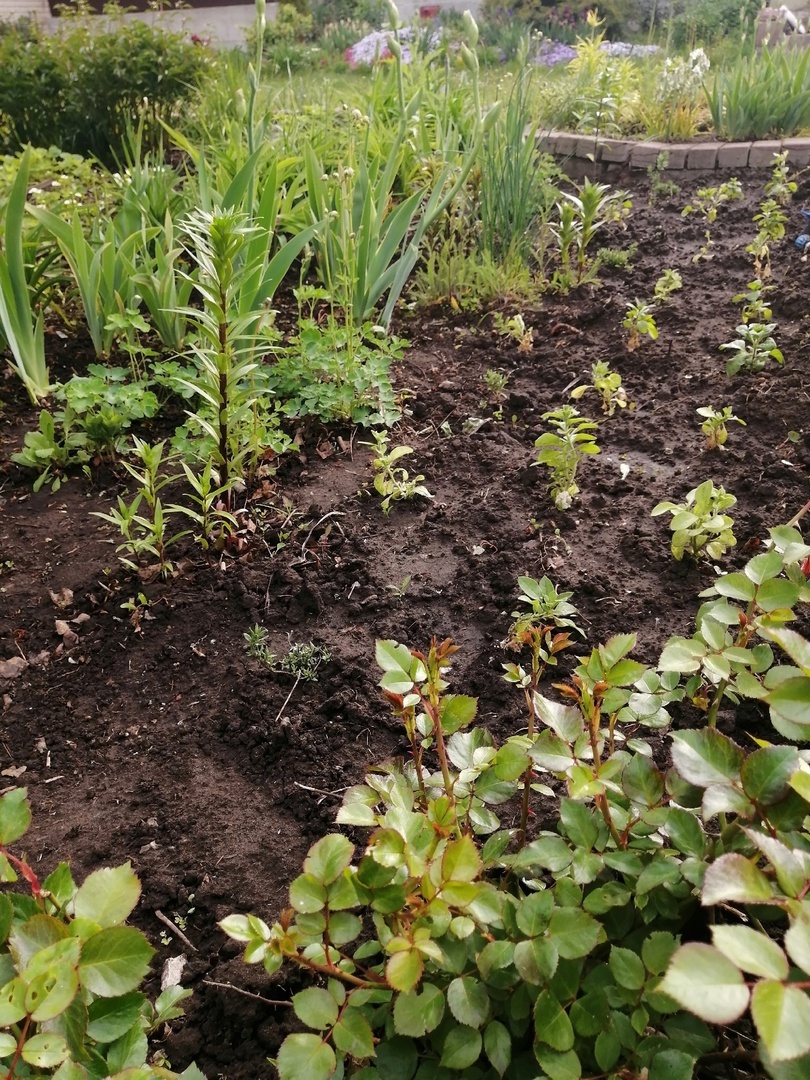 Излишков петунии хватило на два ряда вдоль дорожки