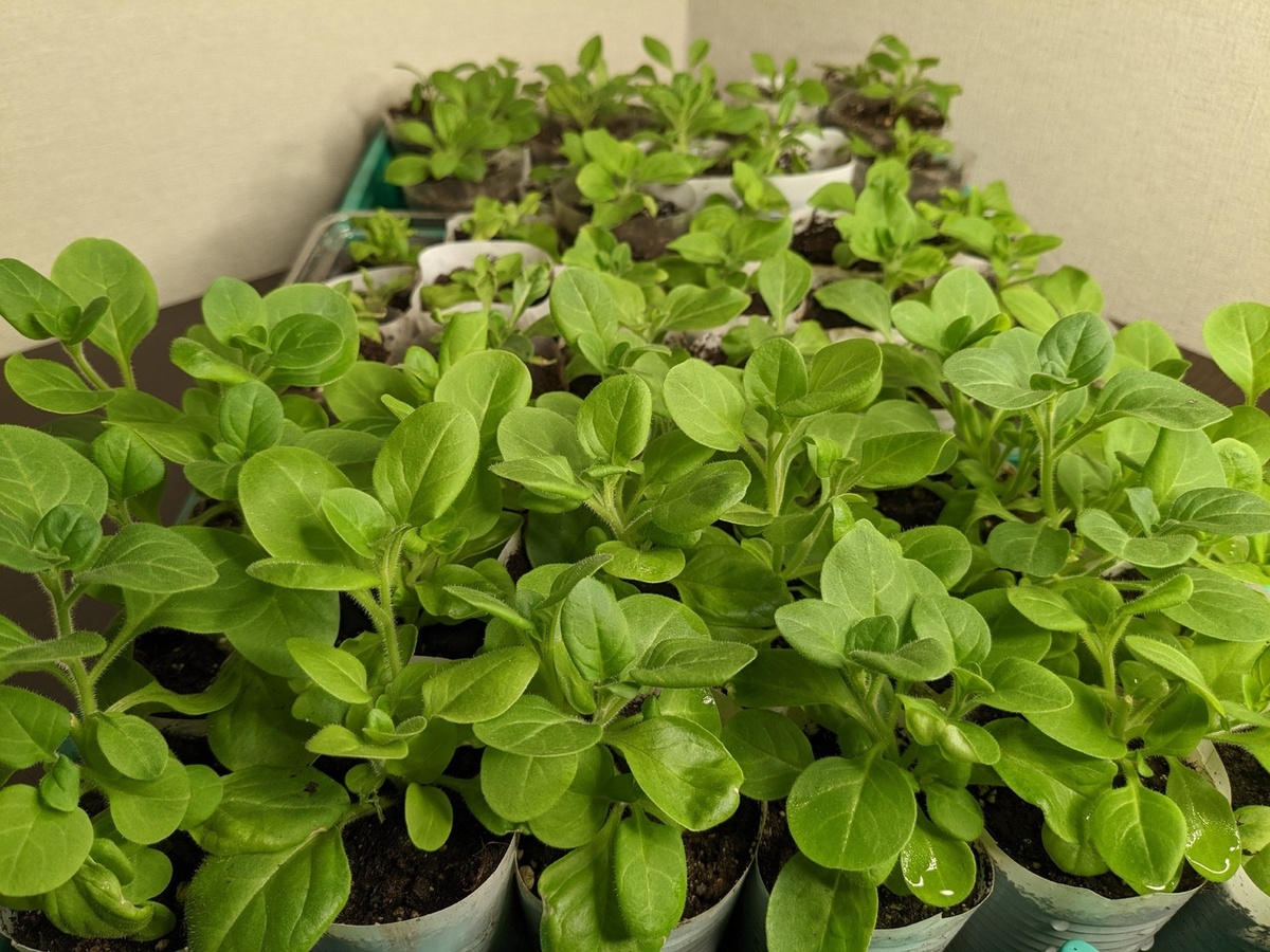 Запасы рассады петунии