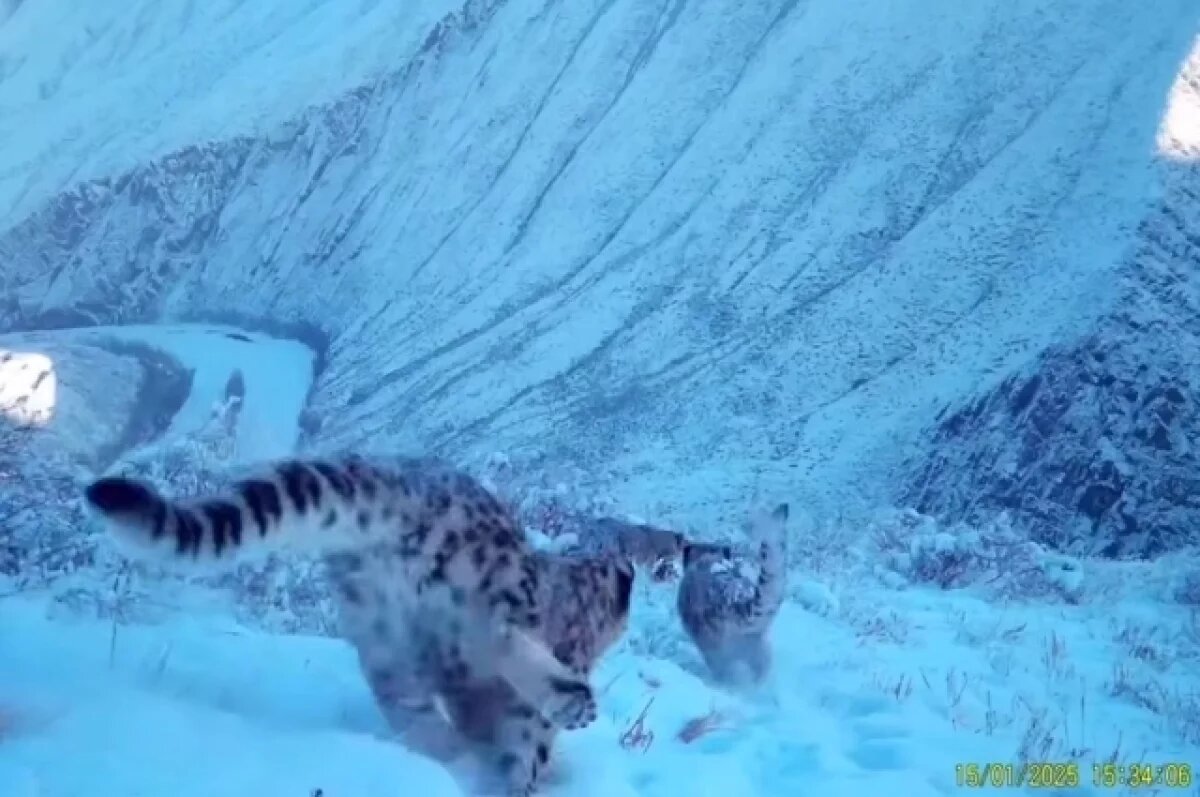    Найдена потерявшаяся в Туве самка снежного барса Дарья с котятами