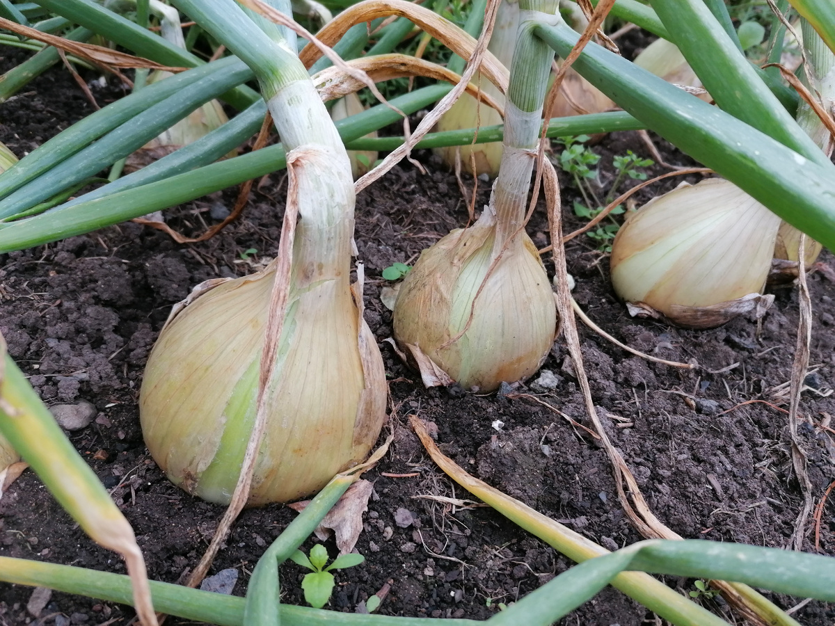 урожай 2024 г