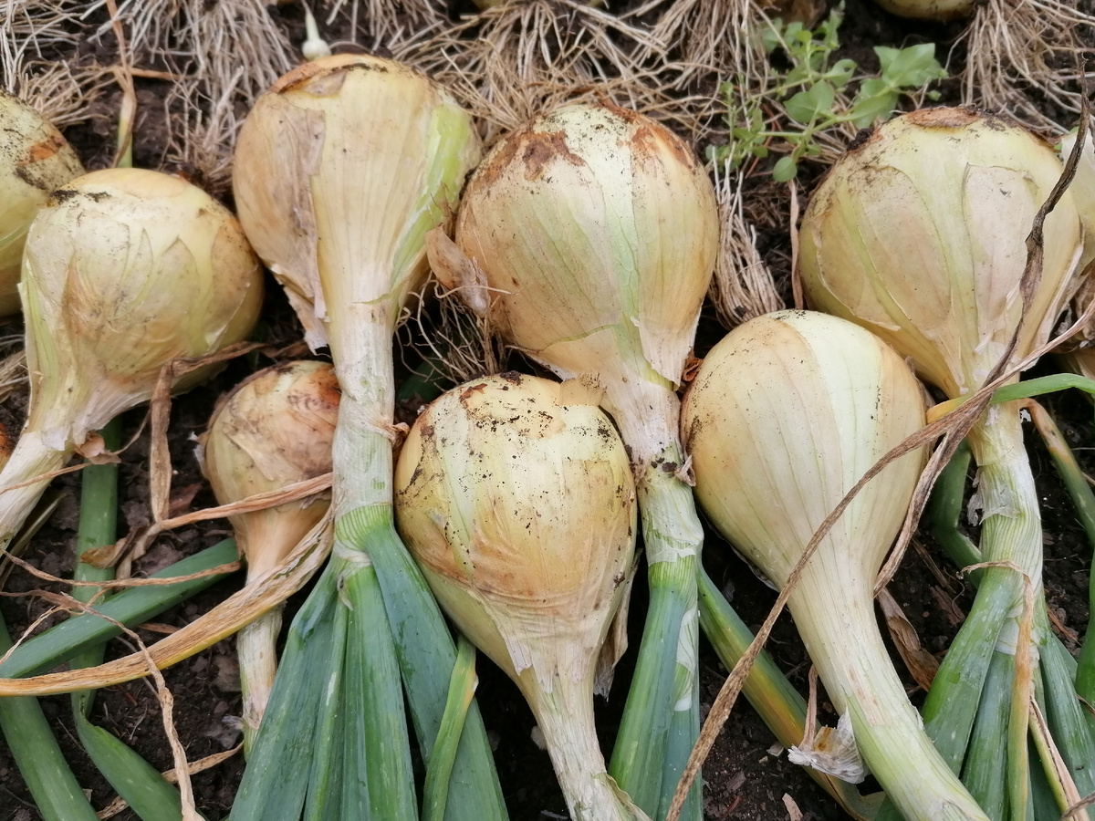 урожай 2024 г