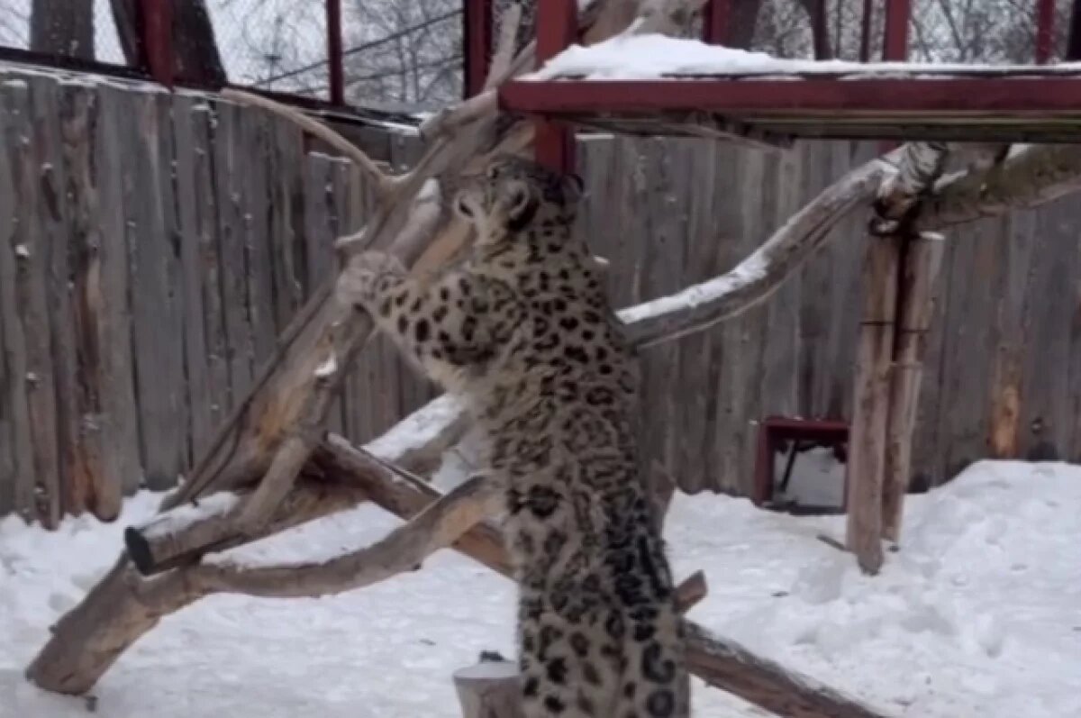    Пермский зоопарк показал, как проходит утро у барсят Кунгура и Юнгура