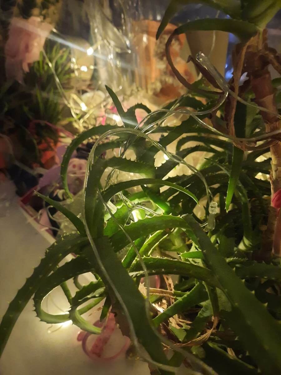 Космофото :) всего лишь алоэ и лампочки. Ёлку убрали, а лампочки не смогли. С ними радостнее