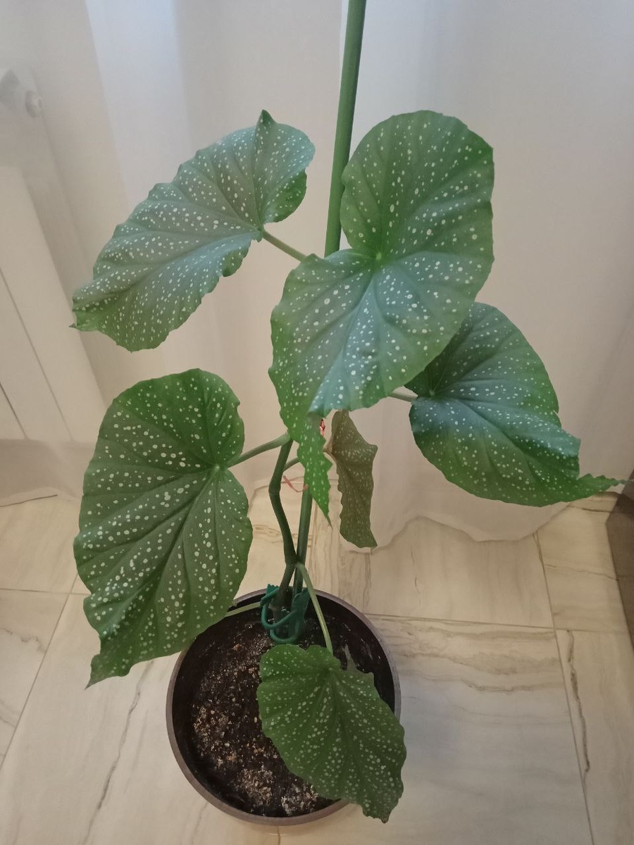 Коралловая бегония.