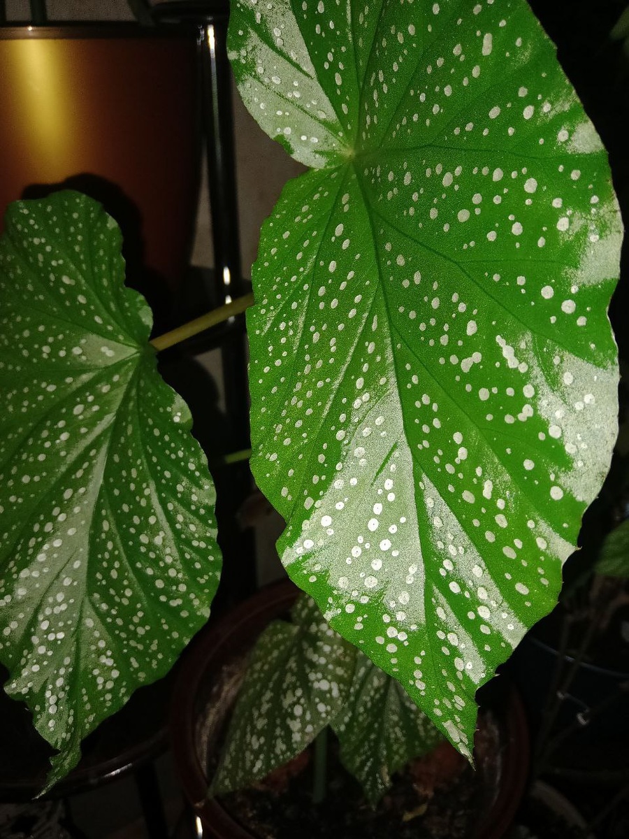 Коралловая бегония.