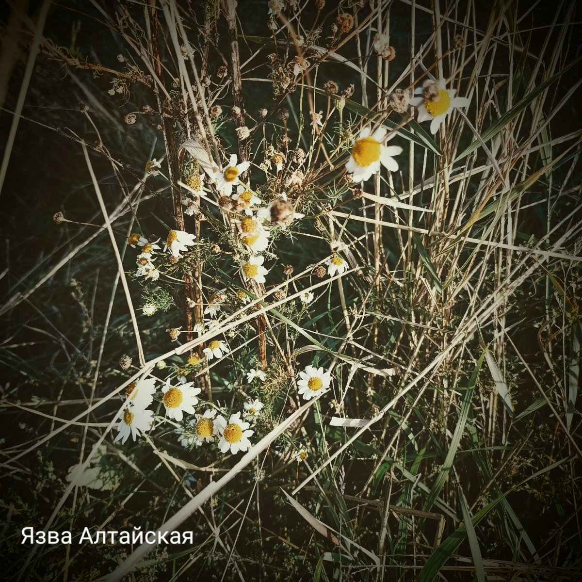 Осенние ромашки. Красавицы, очень их люблю. 