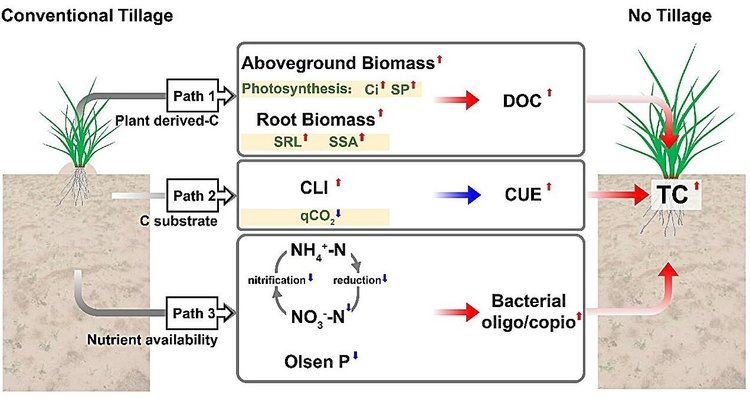    Выращивание тигрового ореха чуфа по беспахотной технологии хорошо справляется с деградаций почвы в засушливых регионах