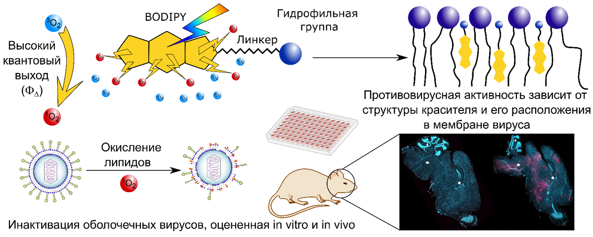 Фотосенсибилизирующие красители BODIPY демонстрируют противовирусную активность широкого спектра действия против вирусов как in vitro, так и in vivo. Источник: Вера Алферова
