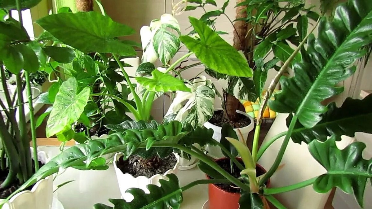 Источник фото https://m.ok.ru/video/899725329810