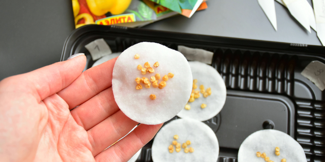 "Прорастут и быстро тронутся в рост даже древние семена": 5 надежных стимуляторов для прорастания семян