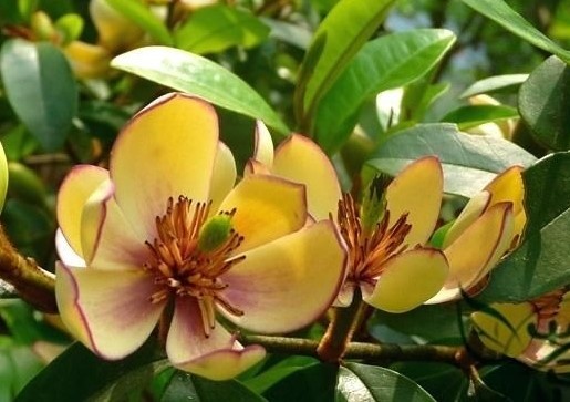 Банановый кустарник