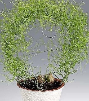 Морской лук