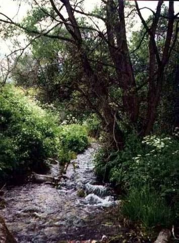 Родники у деревни Кипень.