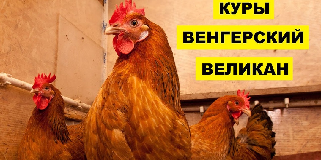 Порода кур Венгерский великан