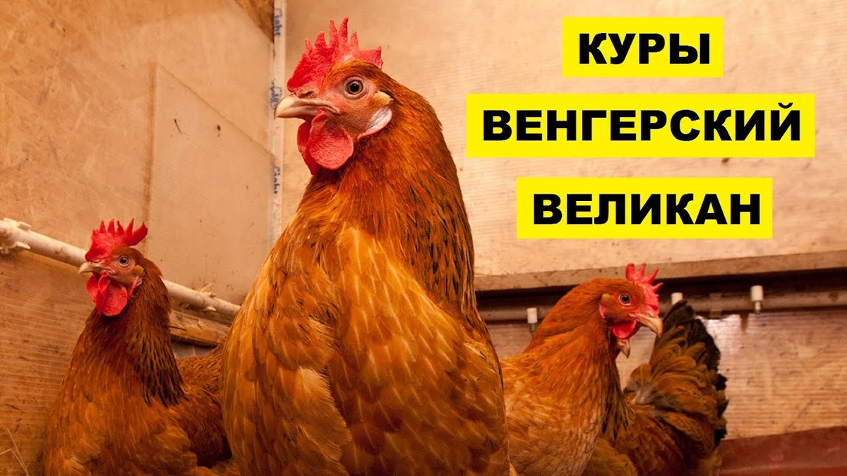 Фото с  You Tube 