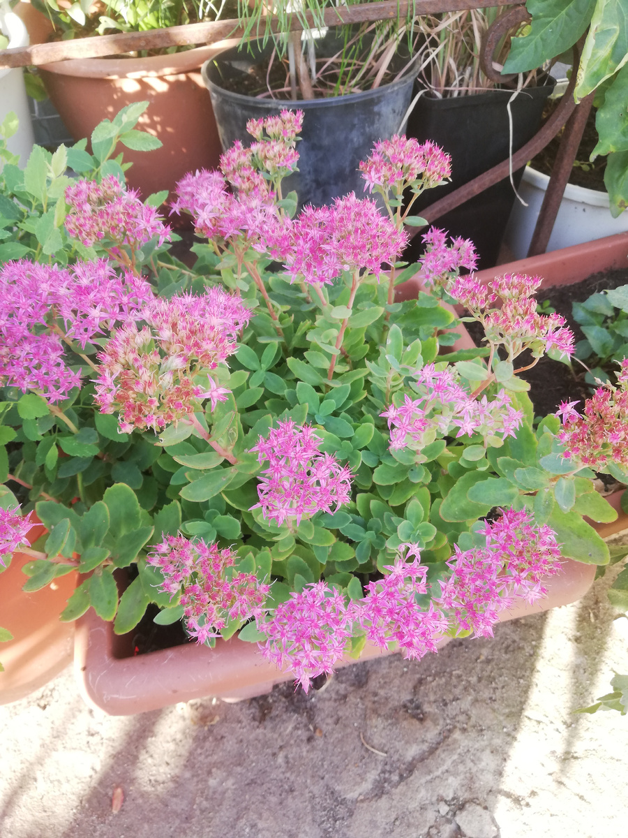 Вот, например, очередной кандидат на выбывание - очиток "Карл". Как ни странно, высокие очитки в кашпо растут плохо (а вот почвопокровные - хорошо)