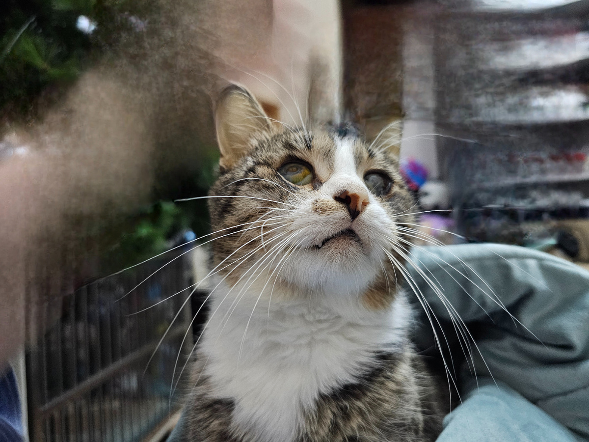 Арашик сейчас