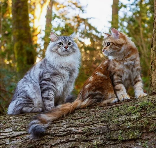 -Чего решим?