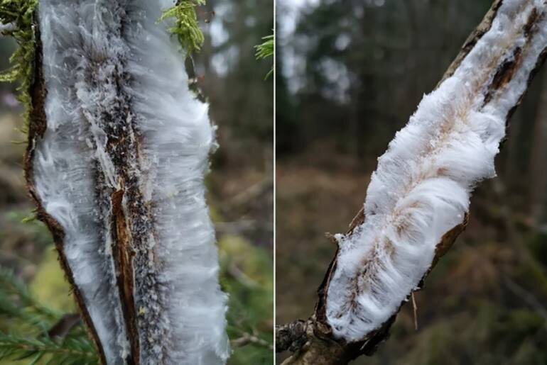    В Югре нашли редкое природное явление - деревья с ледяными волосами