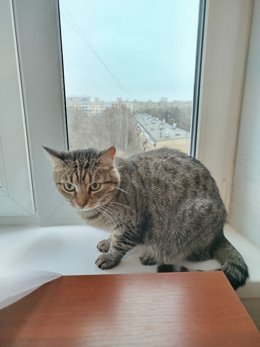 Кошка Матильда