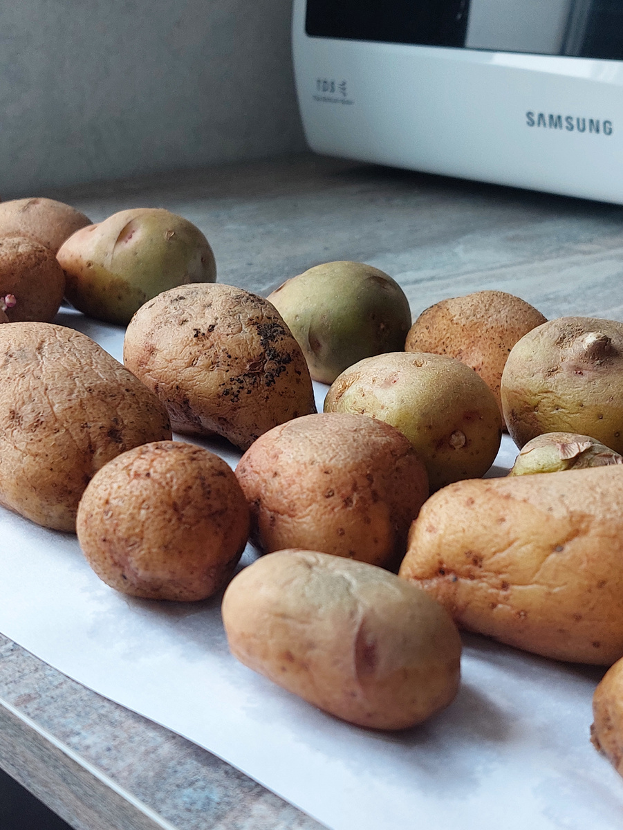 Последняя картошка с огорода