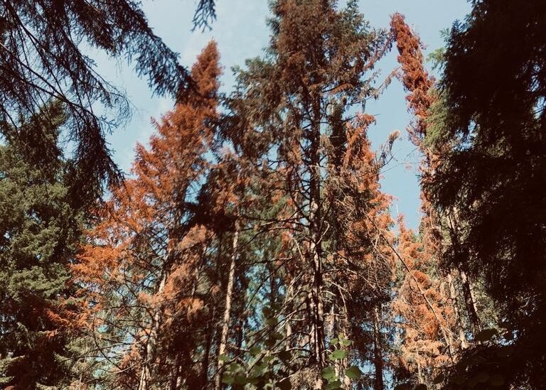    Фото: министерство природных ресурсов Пермского края Полина Анкушина