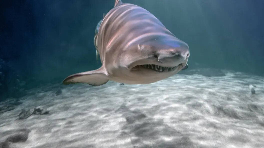    IMAGO/Zoonar.com/Achim Prill/Globallookpress