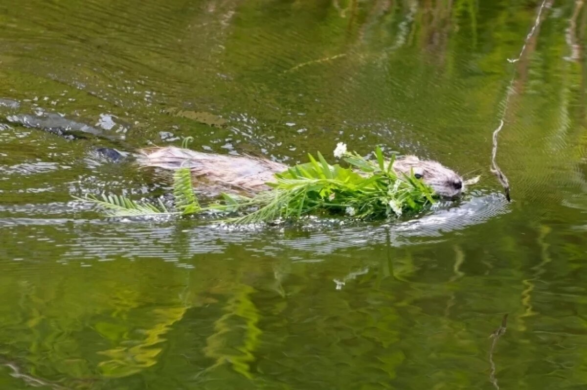   Минприроды Воронежской области проверит место гибели бобра на Толучеевке