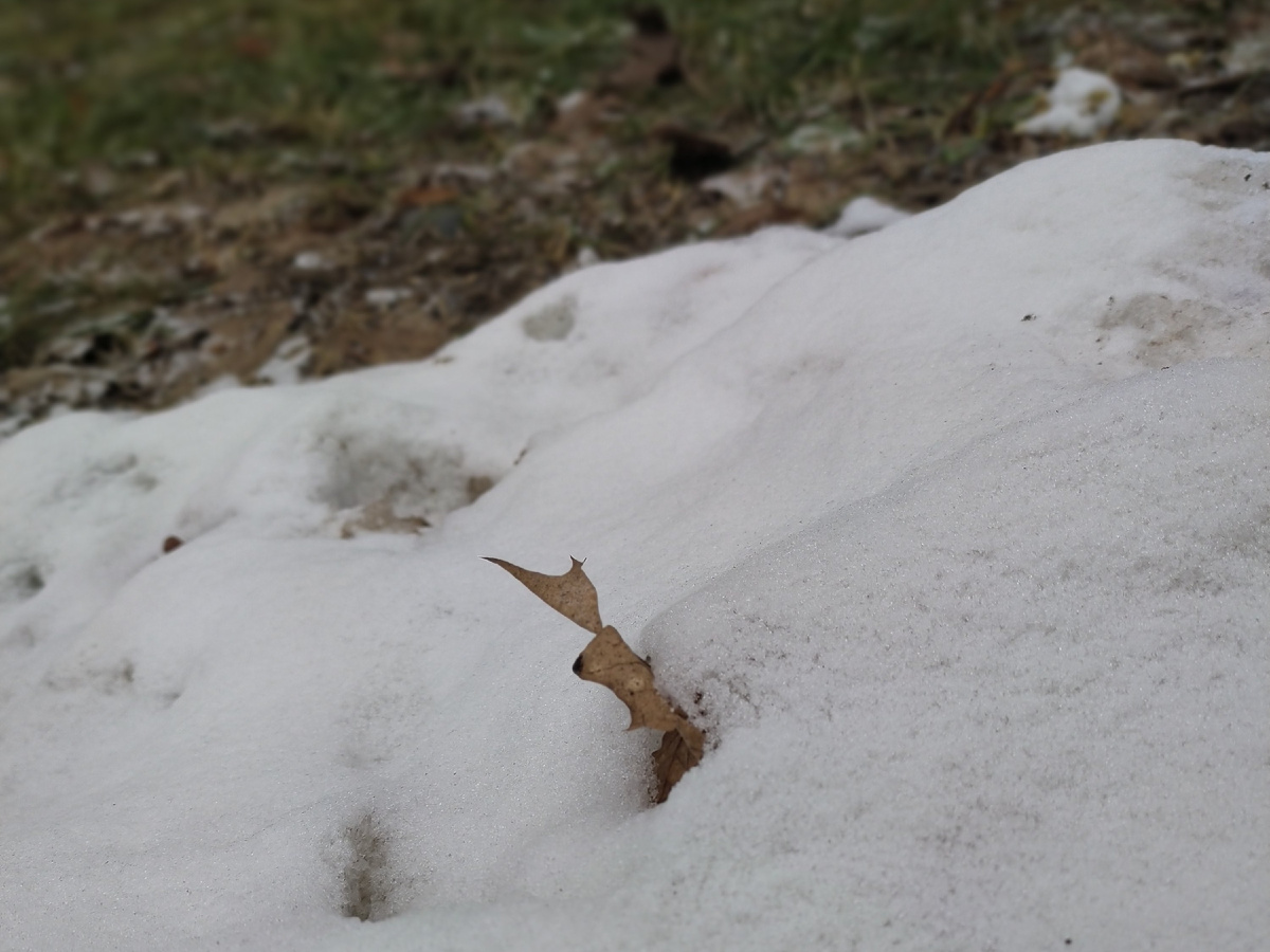 6 февраля, вид на вечнозелëную теплотрассу