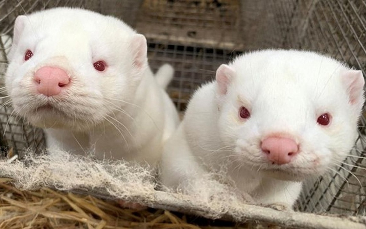    Липецкое предприятие будет поставлять шкуры норок в Гонконг Россельхознадзора