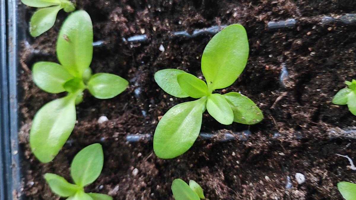 Рассаде 2,5 месяца, фото перед подкормкой кальциевой селитрой.