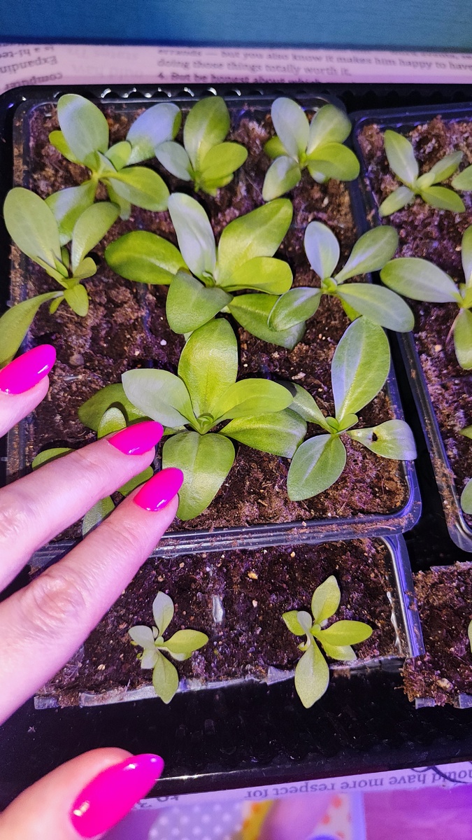 Фото через неделю после подкормки 