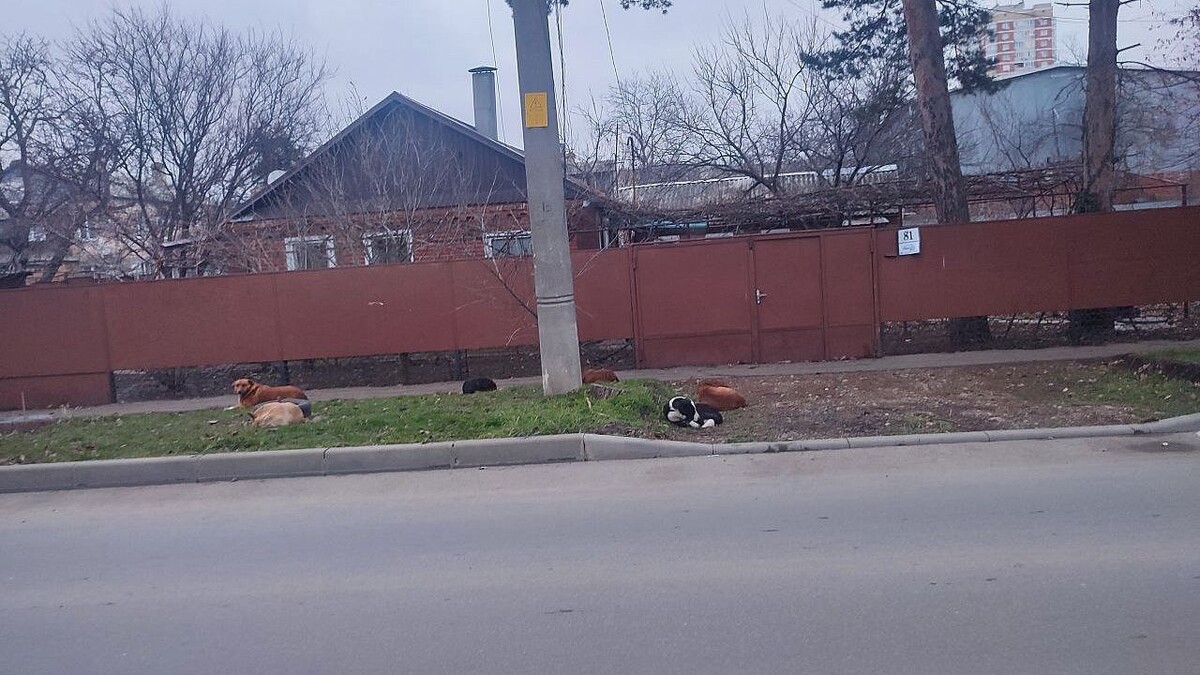    Фото: телеканал «Краснодар»