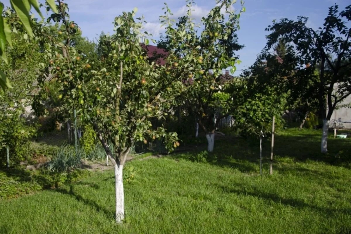    На зависть соседям.