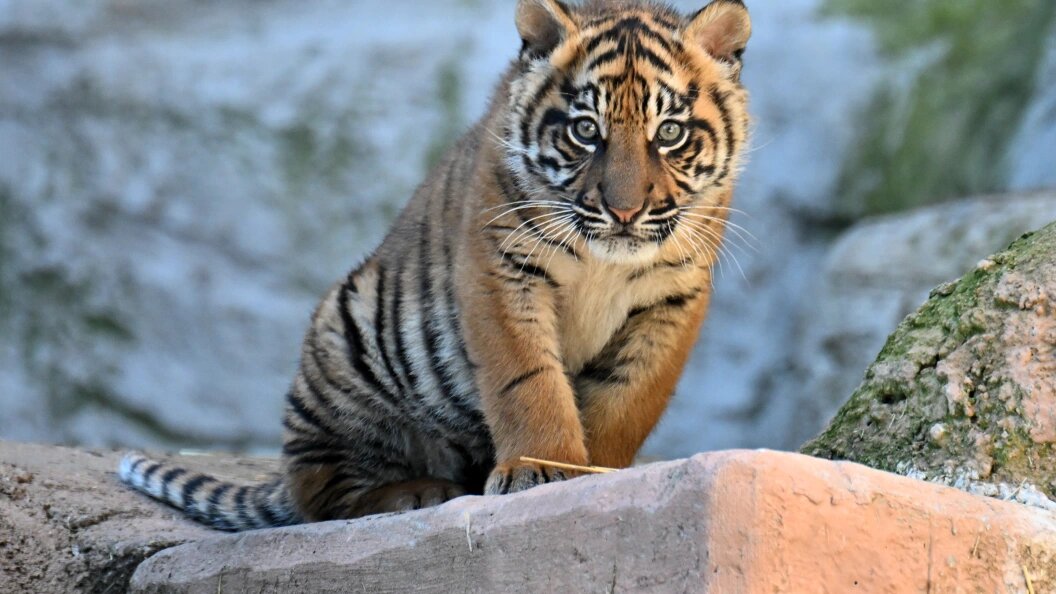    Фото: Alberto Lingria/Globallookpress