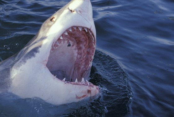    Michele Westmorland/Danita Delimont/Global Look Press