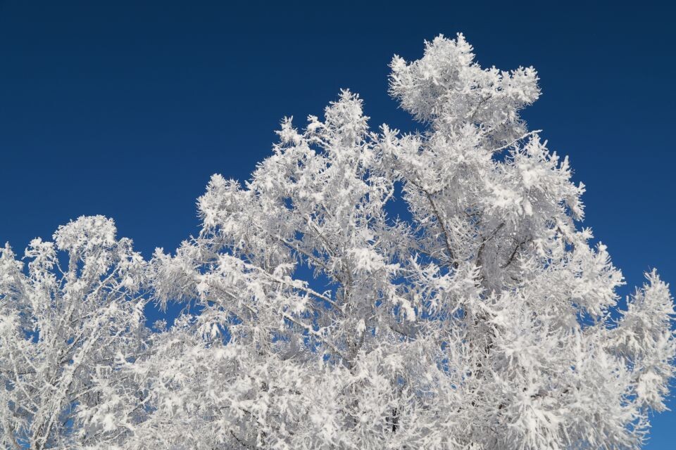    Барнаул. Зима. Иней. Источник: Олег Укладов