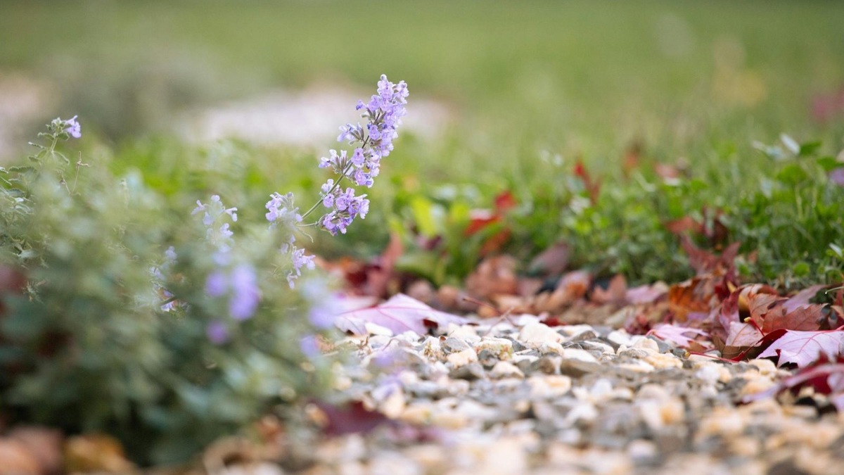    Кошачья мята для кошек