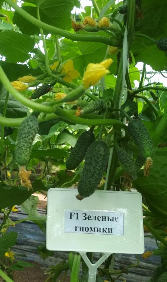 Зеленые гномики F1 от агрофирмы "Гавриш"