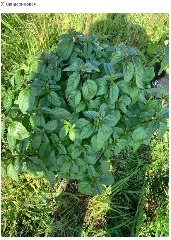 мандариновая