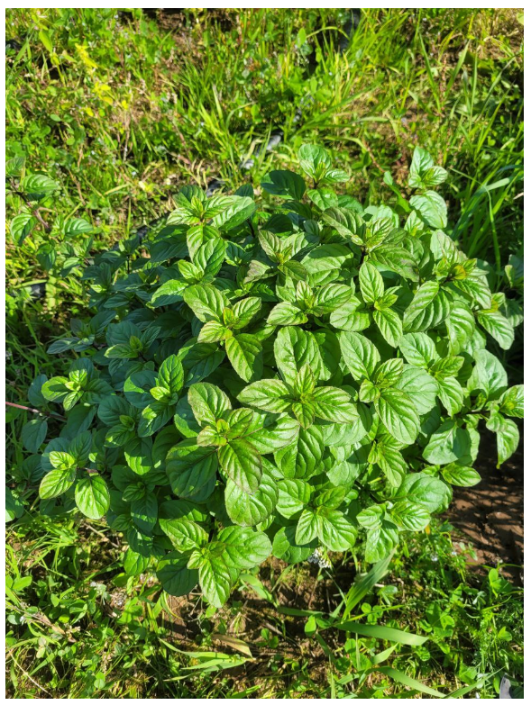 апельсиновая