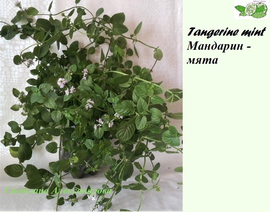 мандариновая из реестра Светланы Александровой