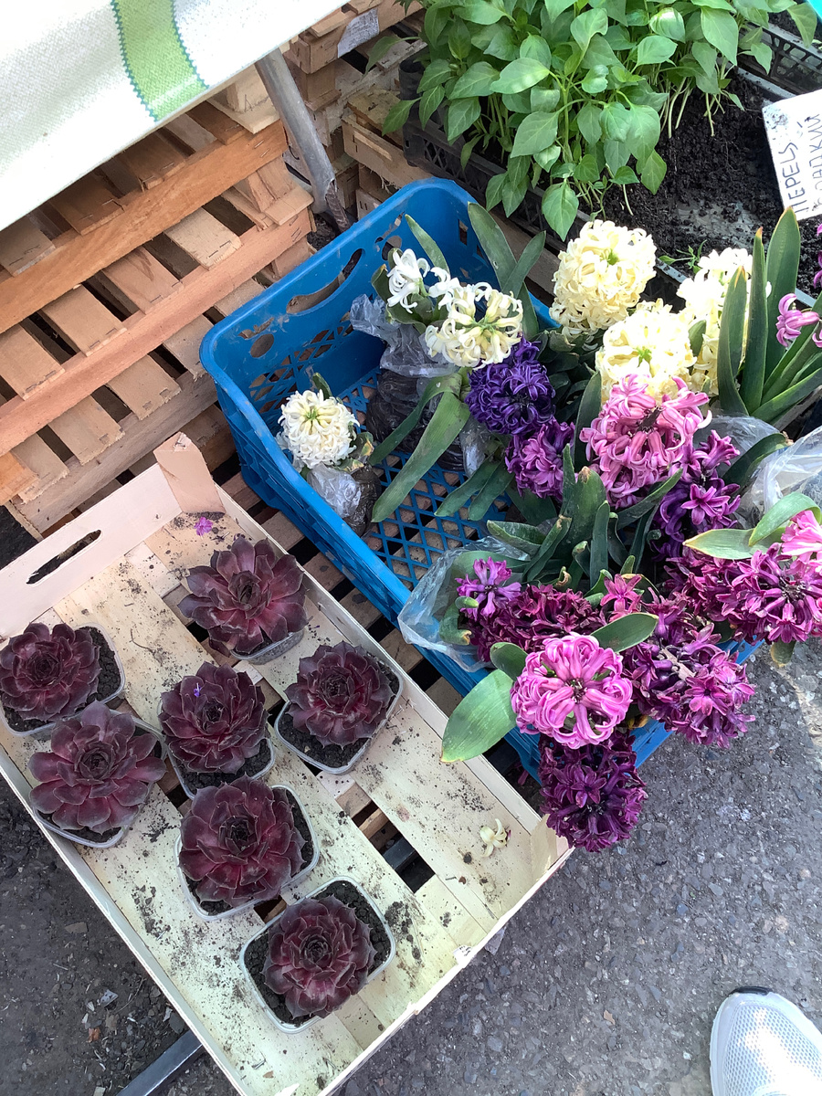 На заставочку фото с апрельского майкопского рынка