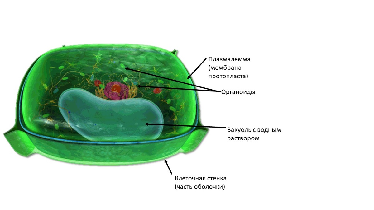 Схема сторения растительной клетки