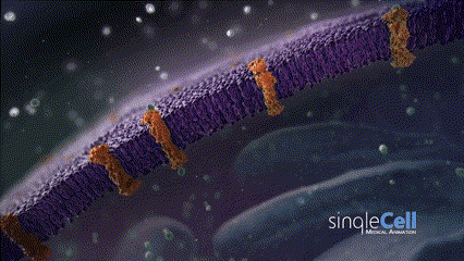 Клеточная мембрана - плазмалемма (это анимация), снаружи от неё жёсткая оболочка клетки