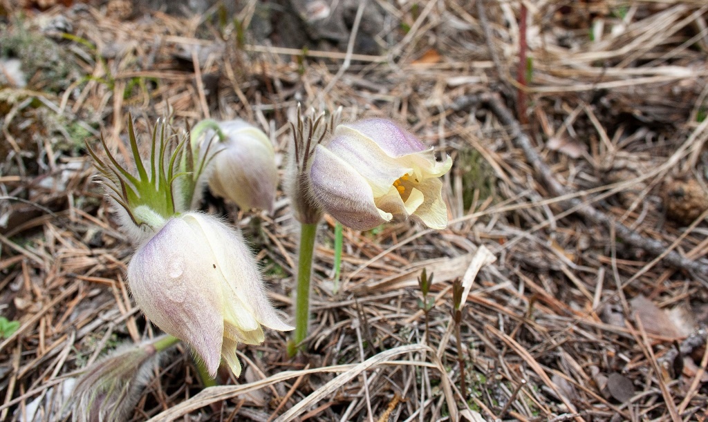 Сон-трава (прострел желтеющий)