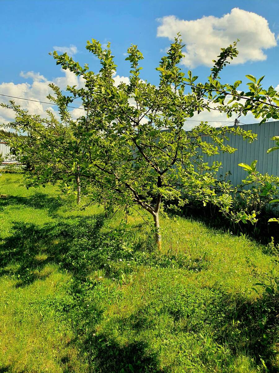 Яблони в летнем саду