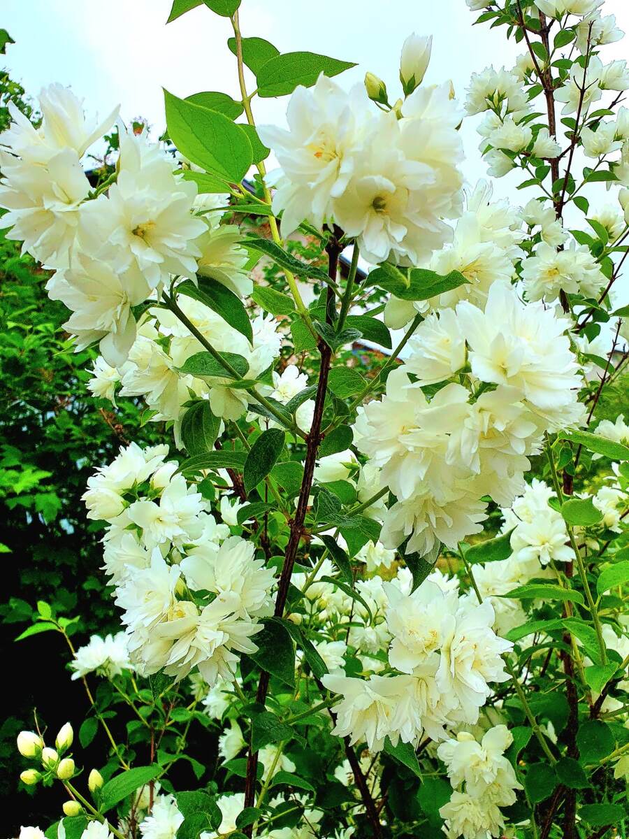 Цветение чубушника Шнеештурм