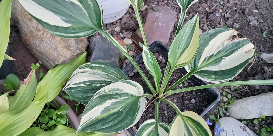 Мои хосты - обзор коллекции и моменты ухода